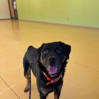 Rottweiler and Mixed Breed Dogs Available for Adoption - Praytell | PetCurious