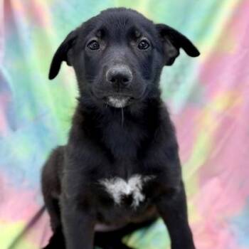 Hallie -  German Shepherd Dog Dog for Adoption in Red Bluff, California - Hallie | PetCurious