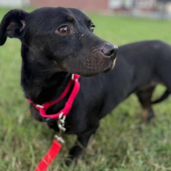 Mixed Breed Dogs Available for Adoption in Fredericksburg, Virginia - Jellybean | PetCurious