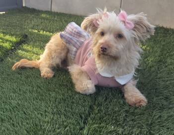 Maltipoo Dogs Available for Adoption in Fallbrook, California - Daisy | PetCurious