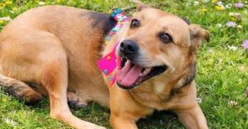 Belinda -  Australian Shepherd Dog Available for Adoption in Langley Township, British Columbia - Belinda | PetCurious