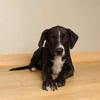 Monica  D71062 -  American Bulldog and Mixed Breed Dog for Adoption in Minnetonka, Minnesota - Monica  D71062 | PetCurious