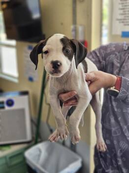 American Staffordshire Terrier Dogs Available for Adoption - Glinda | PetCurious