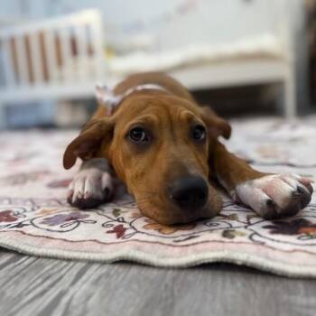 Labrador Retriever and Hound Dogs Available for Adoption in Friendswood, Texas - Penny Petunia | PetCurious