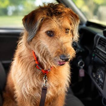 Cowboy -  Airedale Terrier Dog for Adoption in Brentwood, Tennessee - Cowboy | PetCurious