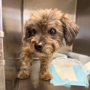 Chaz 26-10-037 -  Poodle Dog for Adoption in Bastrop, Texas - Chaz 26-10-037 | PetCurious