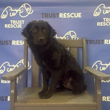 Spaniel Dogs Available for Adoption in Waterford, New Jersey - AMORE | PetCurious