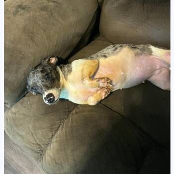 Dachshund Dogs Available for Adoption - Lizzie | PetCurious