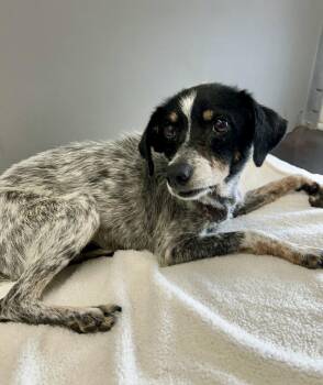 Sonie -  Mixed Breed Dog for Adoption in Corning, Arkansas - Sonie | PetCurious