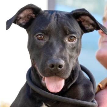 Bismuth -  Black Labrador Retriever and Mixed Breed Dog for Adoption in Brownsboro, Alabama - Bismuth | PetCurious