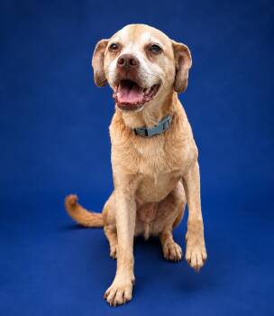 Hank -  Mixed Breed Dog for Adoption in Ashland, Kentucky - Hank | PetCurious