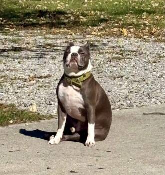 Boston Terrier Dogs Available for Adoption in Muncie, Indiana - Digger | PetCurious