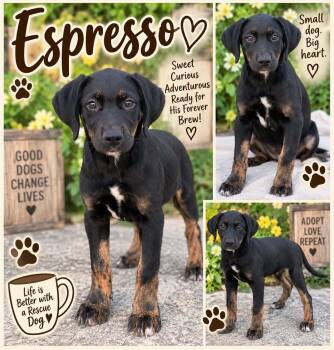 Espresso -  Labrador Retriever Dog for Adoption in Sunbright, Tennessee - Espresso | PetCurious