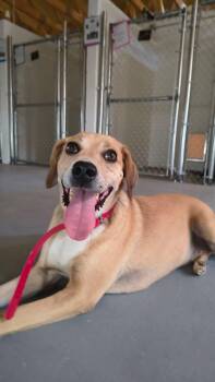 Spud -  Labrador Retriever and Mixed Breed Dog for Adoption in Clinton, Wisconsin - Spud | PetCurious