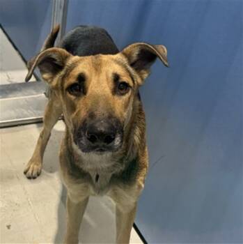 Rescue German Shepherd Dog Dogs for Adoption in San Bernardino, California - TOBLERONE | PetCurious