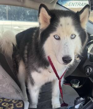 Rescue Siberian Husky Dogs for Adoption in Lakeland, Florida - Cosmo | PetCurious