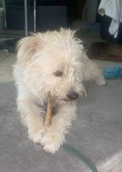 Terrier Dogs Available for Adoption in Oxford, Wisconsin - Mc Duff | PetCurious