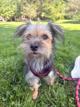 Mollie -  Yorkshire Terrier and Terrier Dog for Adoption in Boulder, Colorado - Mollie | PetCurious