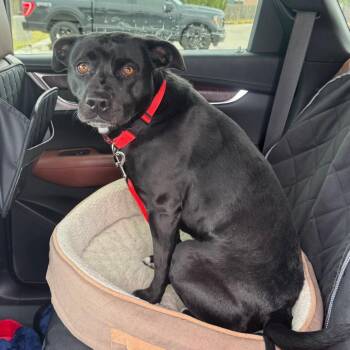 Pit Bull Terrier and English Bulldog Dogs Available for Adoption in Midland, Texas - FWT Shiro | PetCurious