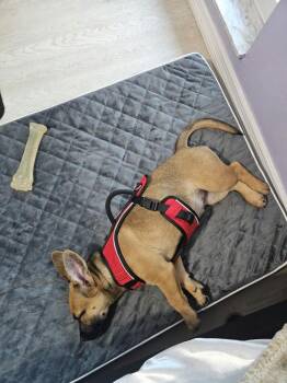 Belgian Shepherd Malinois Dogs Available for Adoption - Maya | PetCurious