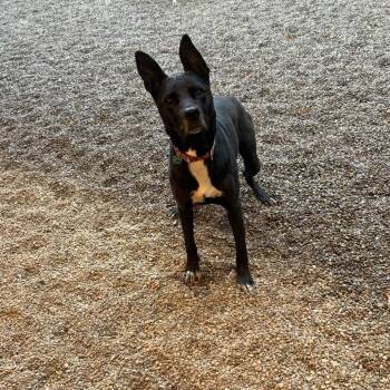 Ophelia -  Labrador Retriever Dog for Adoption in Avon, Ohio - Ophelia | PetCurious