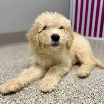 Nellie -  Golden Retriever and Standard Poodle Dog for Adoption in Fullerton, Pennsylvania - Nellie | PetCurious