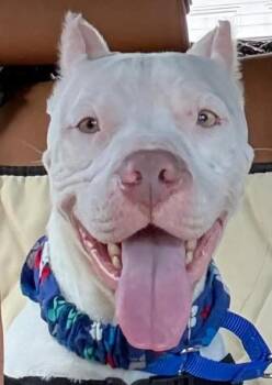 Mixed Breed Dogs Available for Adoption in West Chester, Pennsylvania - Sasha | PetCurious