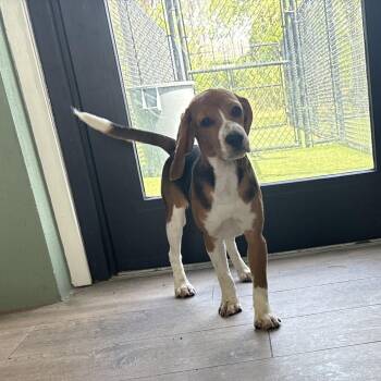CUE6 6539 -  Beagle Dog for Adoption in Loxahatchee Groves, Florida - CUE6 6539 | PetCurious