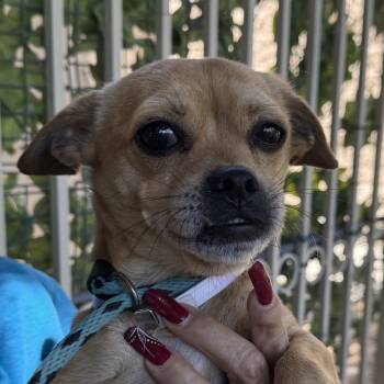 Simba - Chino Hills Location -  Dachshund and Chihuahua Dog for Adoption in Chino Hills, California - Simba - Chino Hills Location | PetCurious