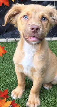 Barkley -  Golden Retriever Dog for Adoption in Copiague, New York - Barkley | PetCurious