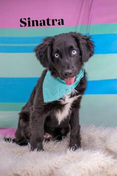 Retriever Dogs Available for Adoption in Sevierville, Tennessee - Sinatra | PetCurious