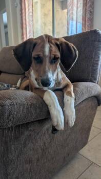 Rescue Beagle Dogs for Adoption in El Mirage, Arizona - Lucky Love | PetCurious