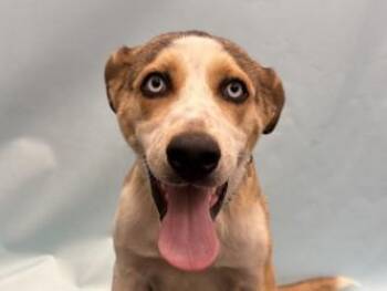 Myles -  Labrador Retriever and Mixed Breed Dog for Adoption in Golden Valley, Minnesota - Myles | PetCurious