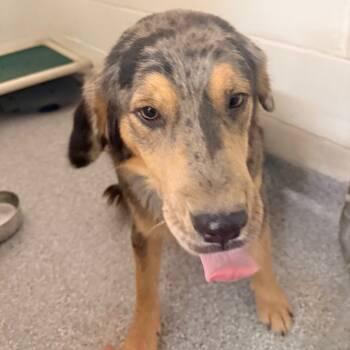 Rescue Australian Shepherd and Mixed Breed Dogs for Adoption in Chariton, Iowa - Frankie | PetCurious