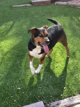 Beagle and Shepherd Dogs Available for Adoption - Jury | PetCurious