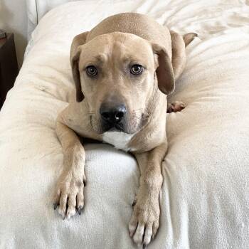 Labrador Retriever and Rhodesian Ridgeback Dogs Available for Adoption in Burlington, North Carolina - Perfect Christian | PetCurious