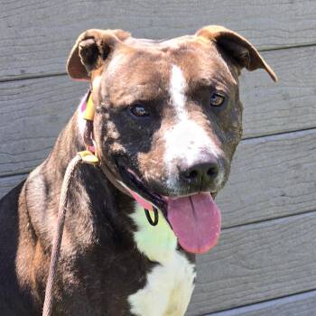 Terrier Dogs Available for Adoption in Chattanooga, Tennessee - Echo | PetCurious