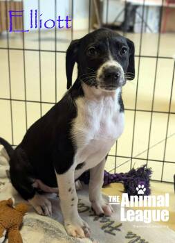 Elliott -  Jack Russell Terrier and Chihuahua Dog for Adoption in Groveland, Florida - Elliott | PetCurious