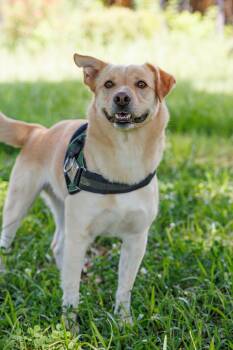 Milo Pettibone -  Yellow Labrador Retriever Dog for Adoption in Poplarville, Mississippi - Milo Pettibone | PetCurious