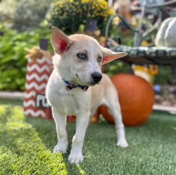 Milo -  Siberian Husky Dog for Adoption in Fairfield, Connecticut - Milo | PetCurious