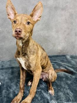 Shepherd and Mixed Breed Dogs Available for Adoption - Brownie | PetCurious