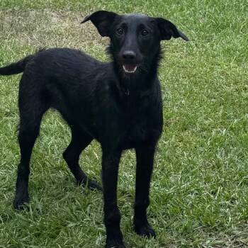 BUNNY -  Labrador Retriever and Poodle Dog for Adoption in Enterprise, Alabama - BUNNY | PetCurious
