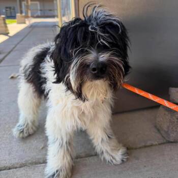 Timmy -  Poodle and Mixed Breed Dog for Adoption in Bend, Oregon - Timmy | PetCurious