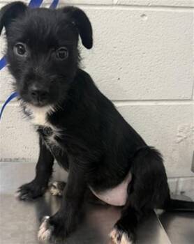 RHIANNA -  Terrier and Mixed Breed Dog for Adoption in San Bernardino, California - RHIANNA | PetCurious
