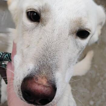 Celeste -  Shepherd and Mixed Breed Dog for Adoption in Palestine, Texas - Celeste | PetCurious