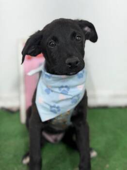 Dawson-One of our Amazing Rescue Dogs -  Flat Coated Retriever and Spaniel Dog for Adoption in Carlsbad, California - Dawson-One Of Our Amazing Rescue Dogs | PetCurious
