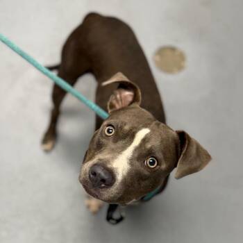 Cove -  Mixed Breed Dog for Adoption in Sarasota, Florida - Cove | PetCurious