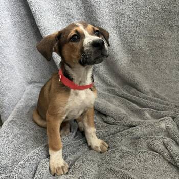 Bridie -  Cattle Dog Dog for Adoption in Cashmere, Washington - Bridie | PetCurious