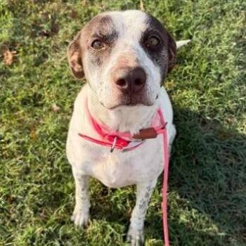 Jeeps -  Labrador Retriever Dog for Adoption in Vinita, Oklahoma - Jeeps | PetCurious