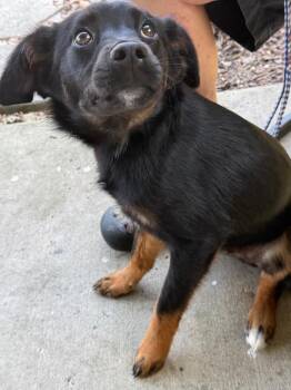 Here -  Labrador Retriever and German Shepherd Dog Dog for Adoption in Saint Francisville, Louisiana - Here | PetCurious